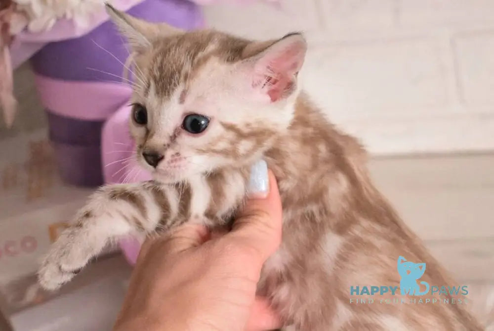 Kisa Bengal female snow mink - live animals