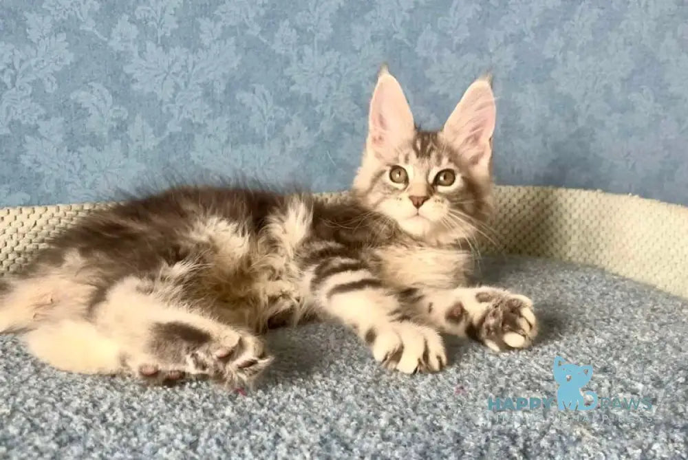 Kiski Maine Coon female black silver tabby live animals