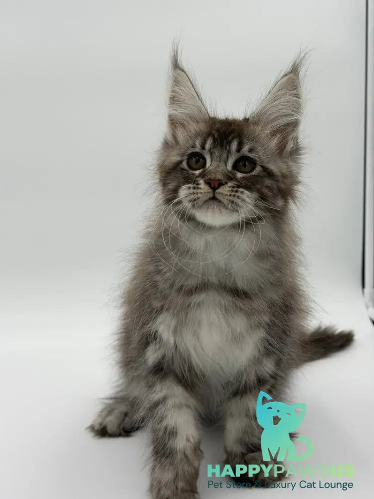 Kiss Maine Coon male black silver tabby - live animals