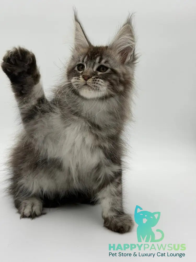 Kiss Maine Coon male black silver tabby - live animals