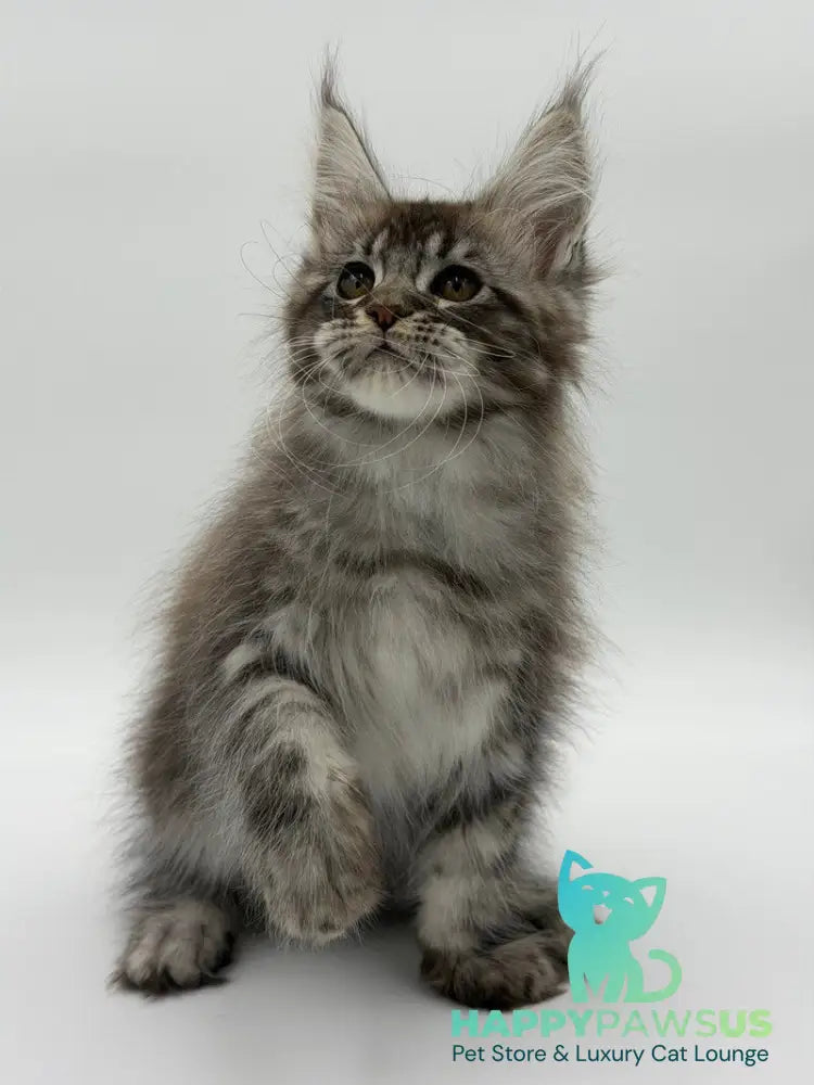 Kiss Maine Coon male black silver tabby - live animals