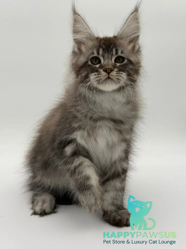 Kiss Maine Coon male black silver tabby - live animals