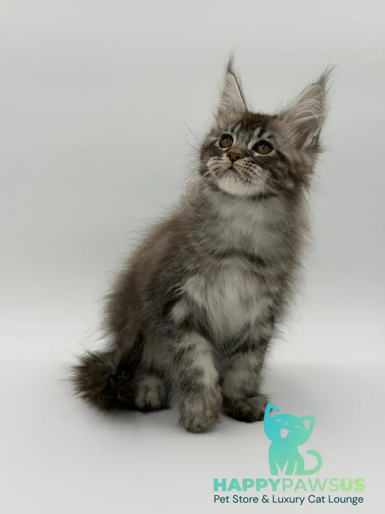 Kiss Maine Coon male black silver tabby - live animals
