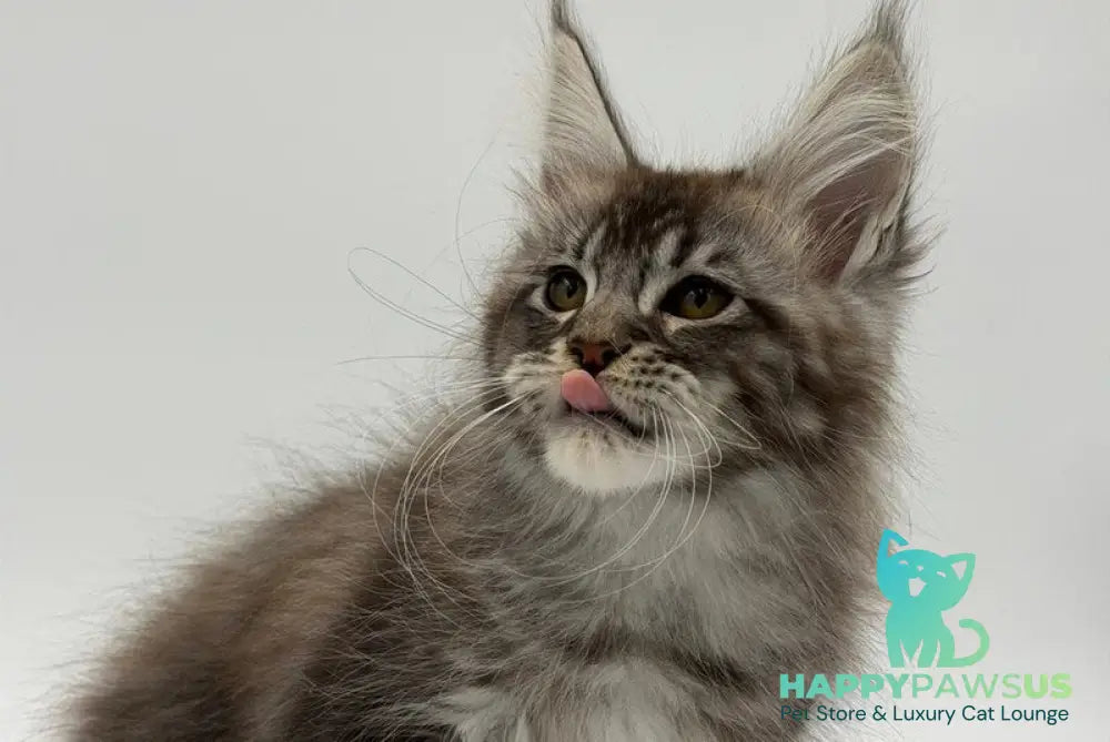 Kiss Maine Coon male black silver tabby - live animals