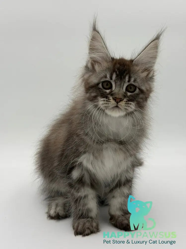 Kiss Maine Coon male black silver tabby - live animals