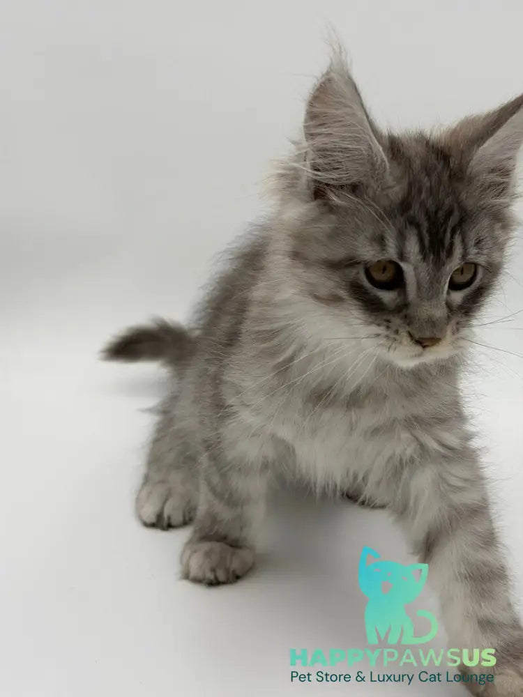 Kiss Maine Coon male black silver tabby - live animals