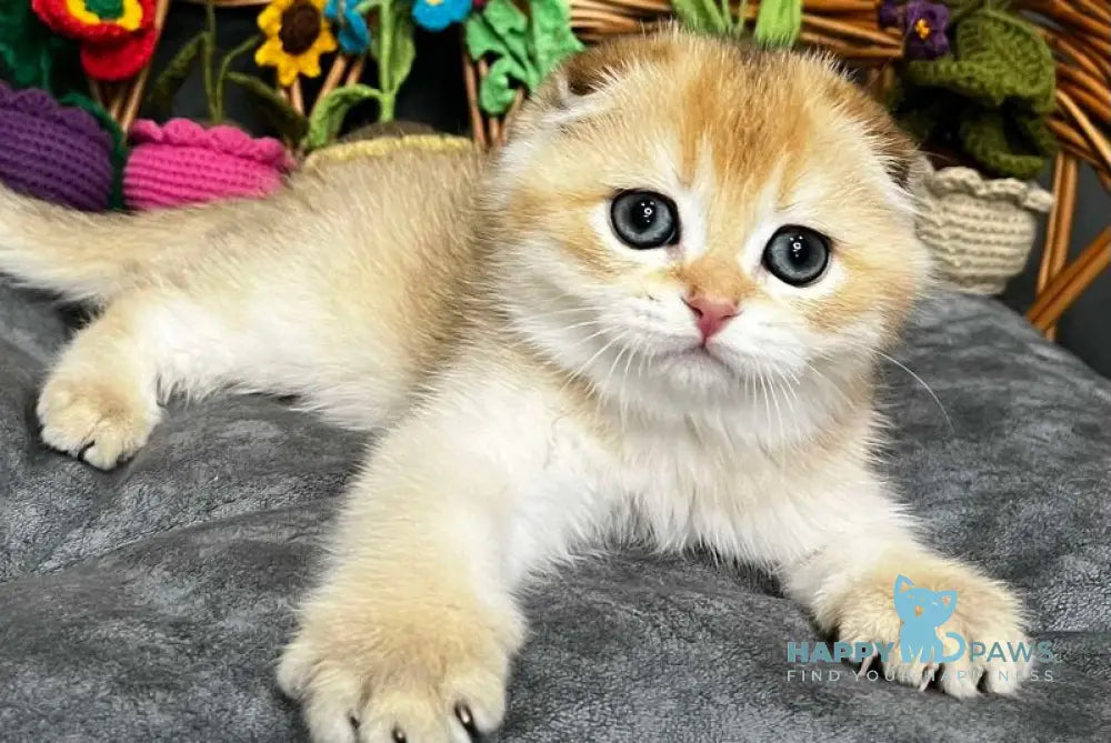 Kitti Scottish Fold female black golden chinchilla - live animals