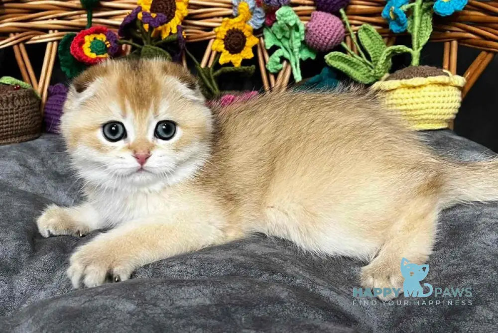 Kitti Scottish Fold female black golden chinchilla - live animals