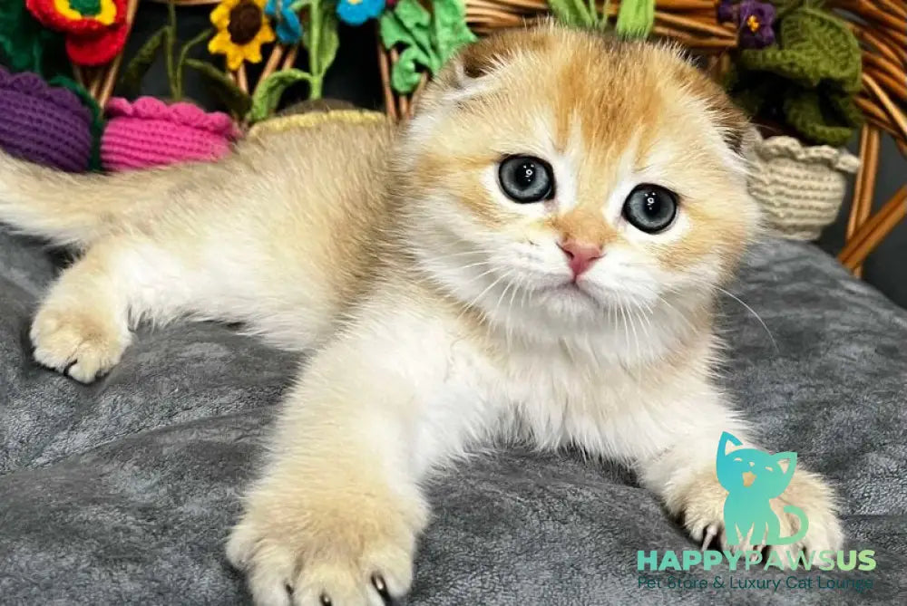 Kitti Scottish Fold female black golden chinchilla - live animals