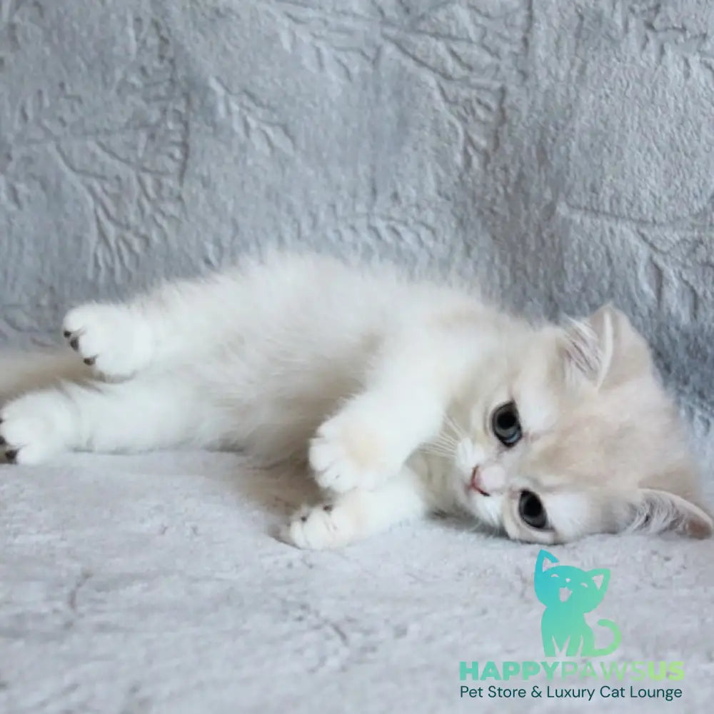 Kitty British Shorthair female blue golden chinchilla - live animals