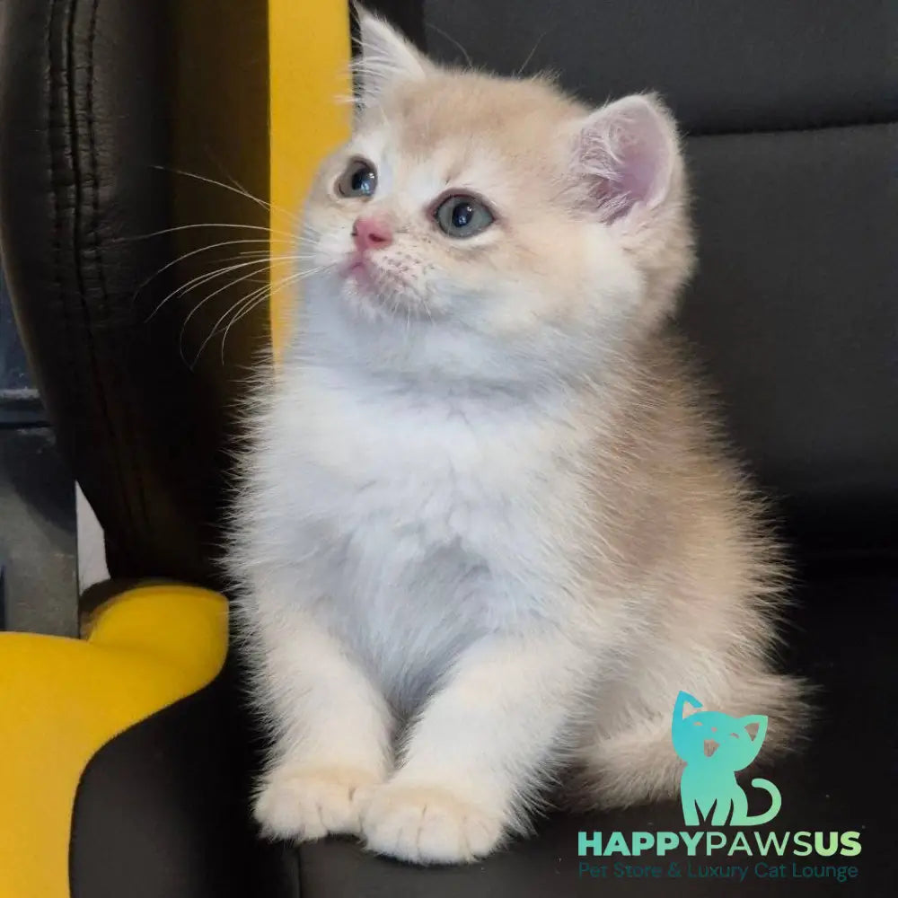 Kitty British Shorthair female blue golden chinchilla - live animals
