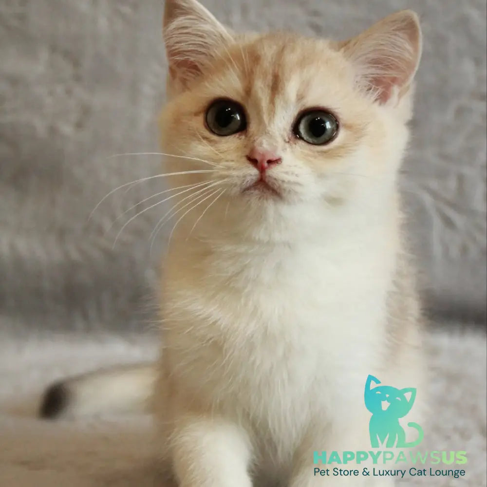 Kitty British Shorthair female blue golden chinchilla - live animals