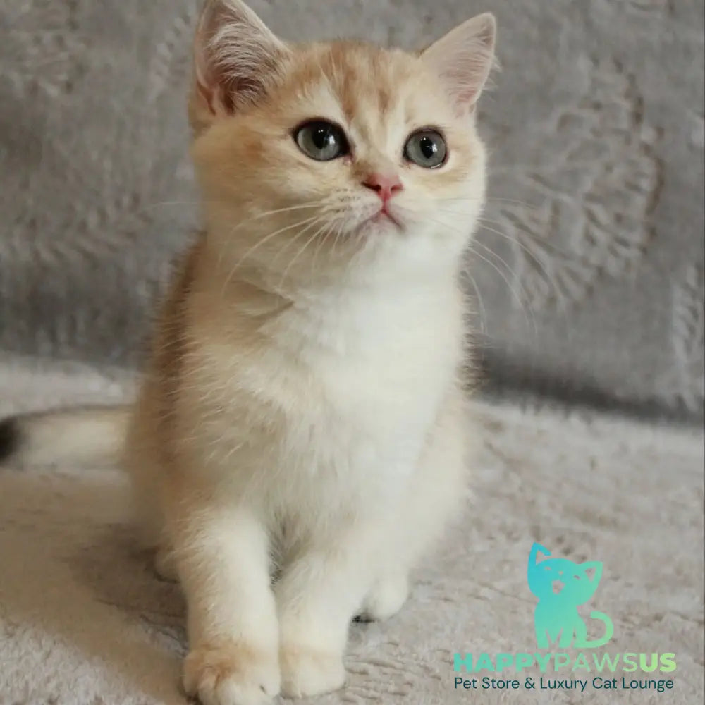 Kitty British Shorthair female blue golden chinchilla - live animals