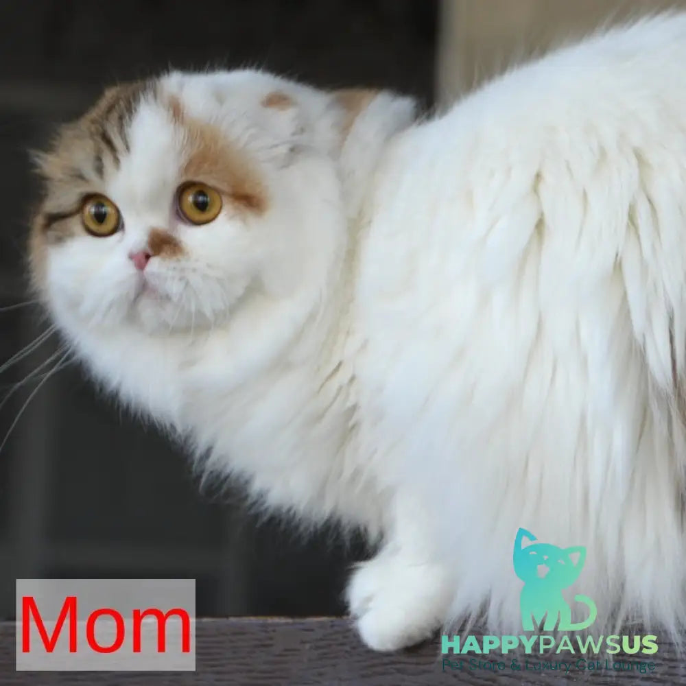 Kitty Scottish Fold female black tortie tabby bicolour - live animals
