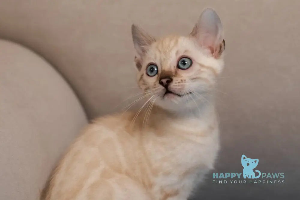 Kiwi Bengal female seal lynx pointed live animals
