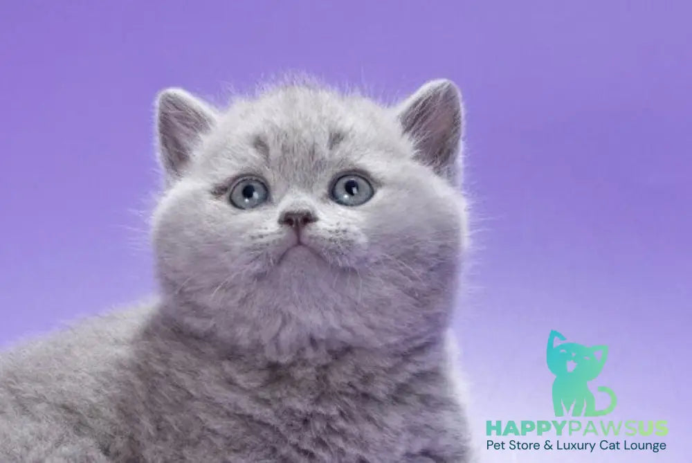 Kiwi British Shorthair male blue live animals