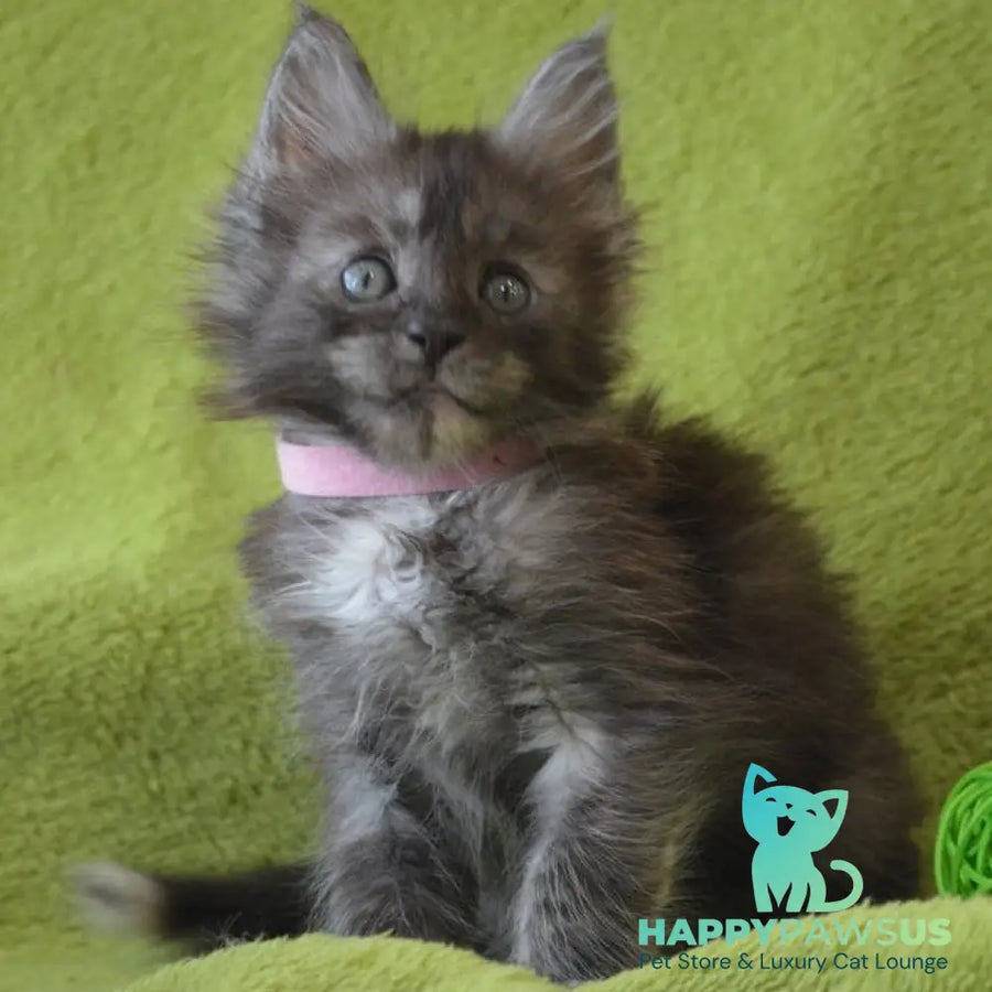 Kiwi Maine Coon female black tortie silver - live animals