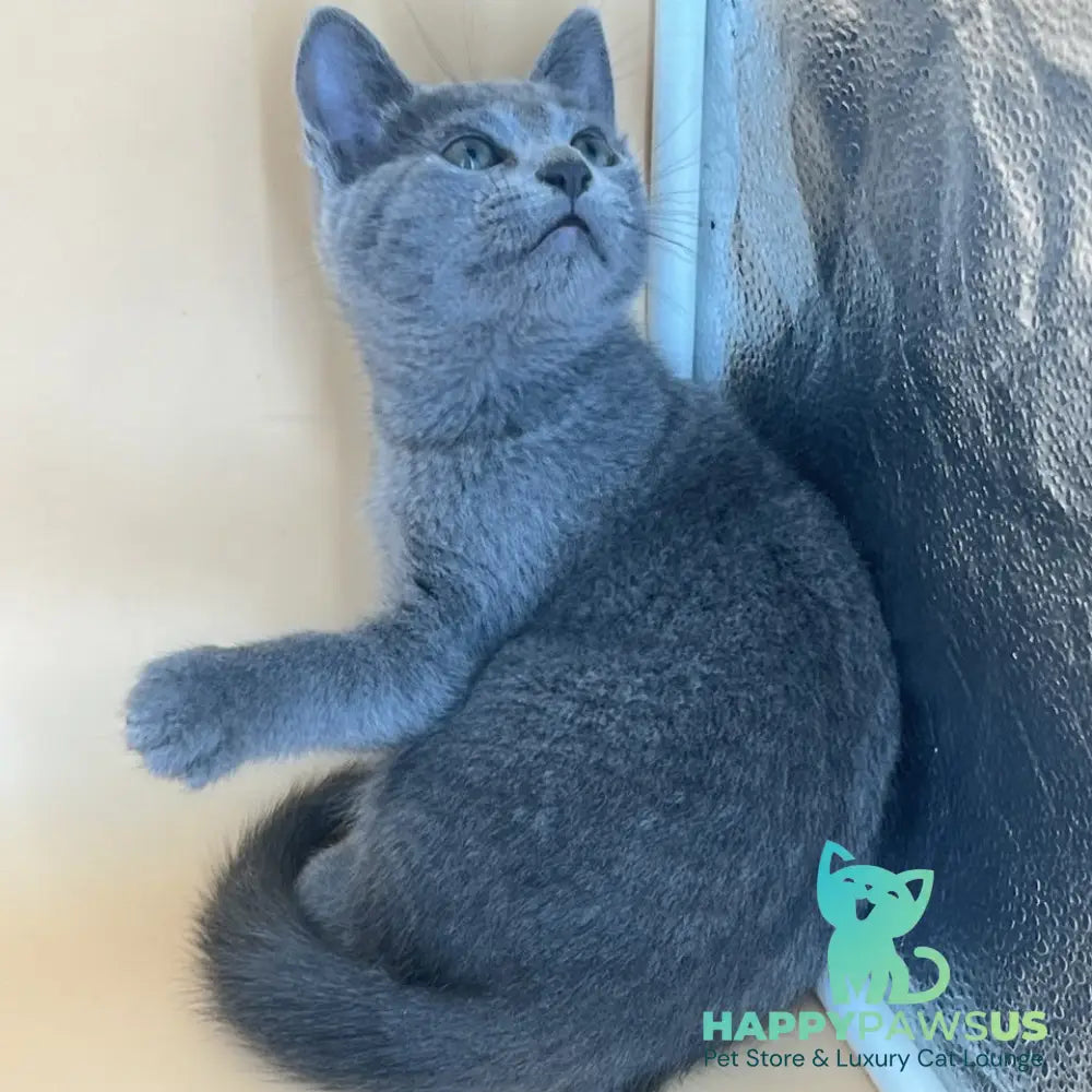Klair Russian Blue female blue - live animals