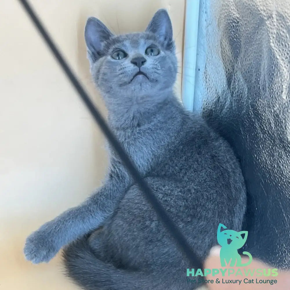 Klair Russian Blue female blue - live animals