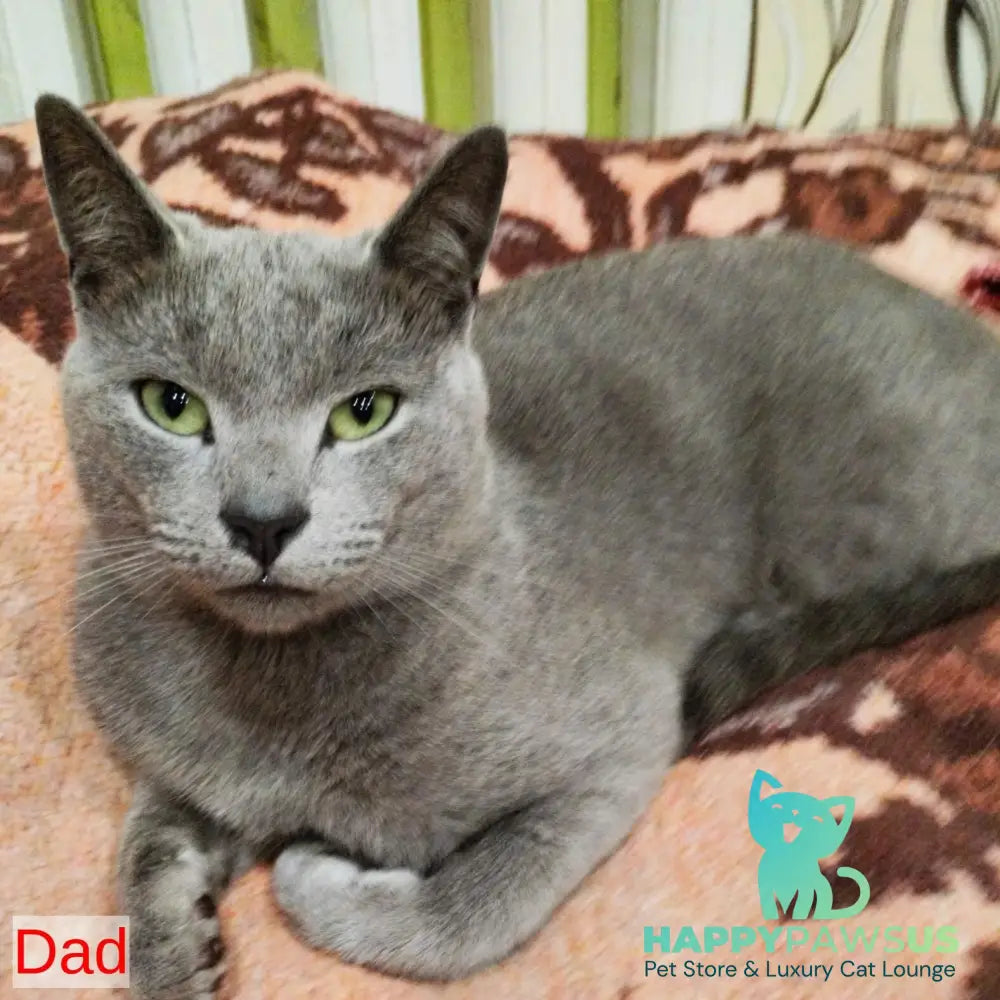 Klair Russian Blue female blue - live animals