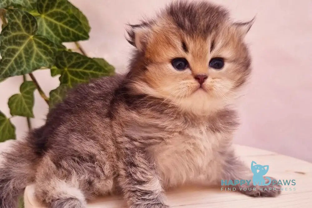 Klaus British Shorthair male black golden ticked tabby live animals