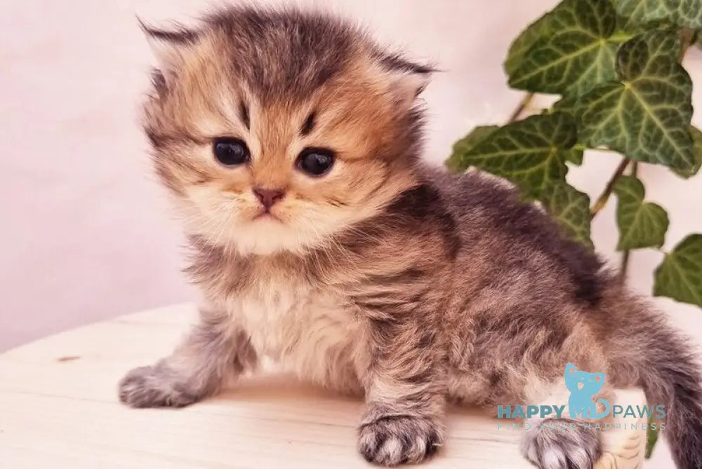 Klaus British Shorthair male black golden ticked tabby live animals