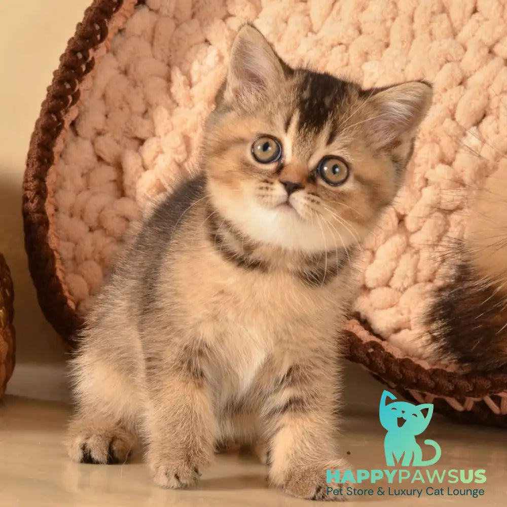 Klaus Scottish Straight female black ticked tabby - live animals