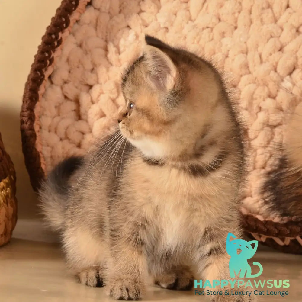 Klaus Scottish Straight female black ticked tabby - live animals