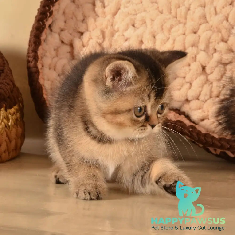 Klaus Scottish Straight female black ticked tabby - live animals