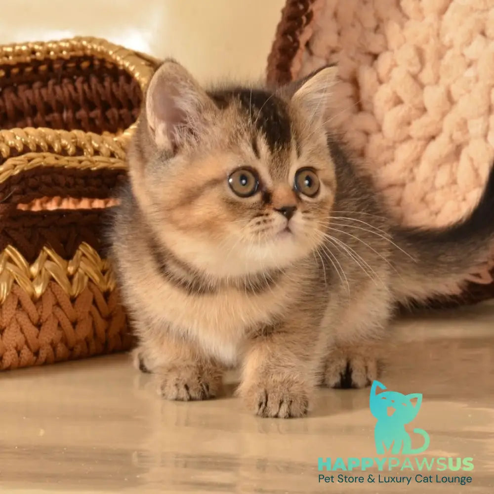 Klaus Scottish Straight female black ticked tabby - live animals