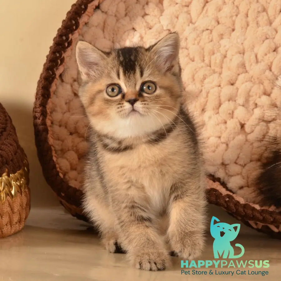 Klaus Scottish Straight female black ticked tabby - live animals