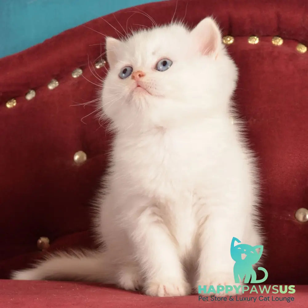 Klaus Scottish Straight male red golden shaded pointed - live animals
