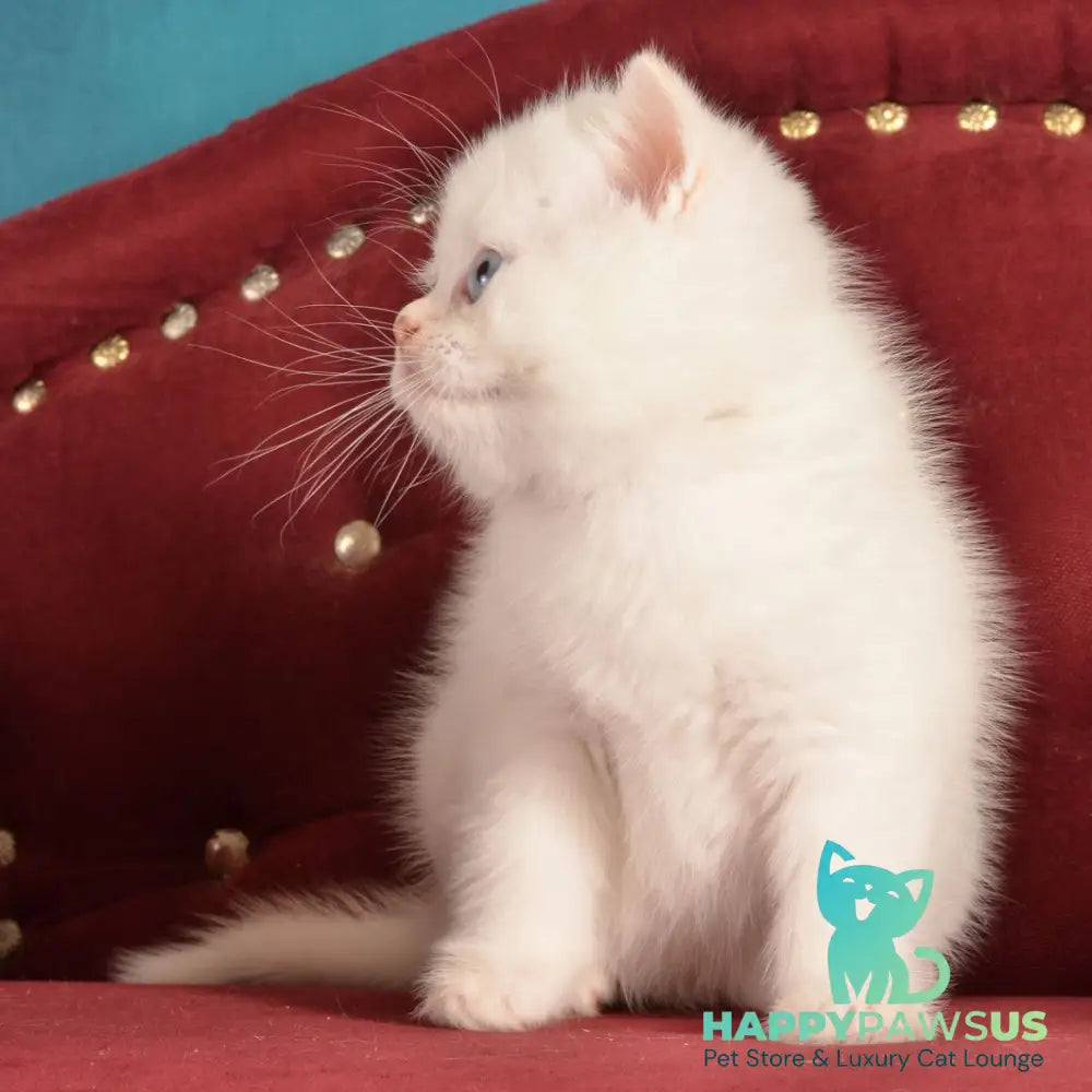Klaus Scottish Straight male red golden shaded pointed - live animals