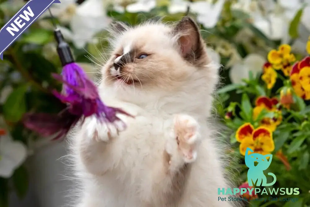 Klava Koka Ragdoll female seal mitted - live animals