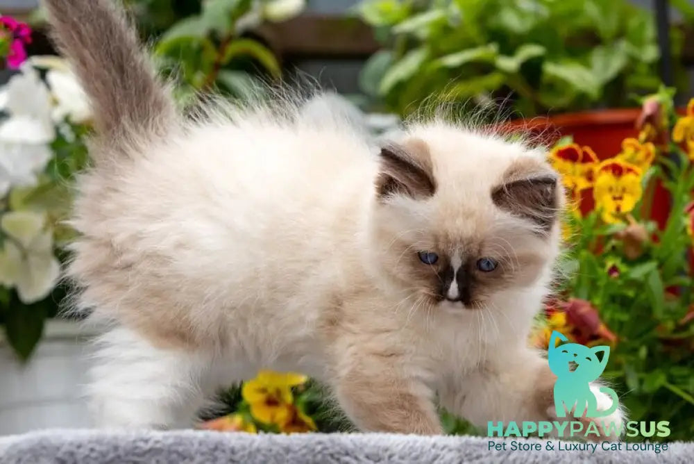 Klava Koka Ragdoll female seal mitted - live animals