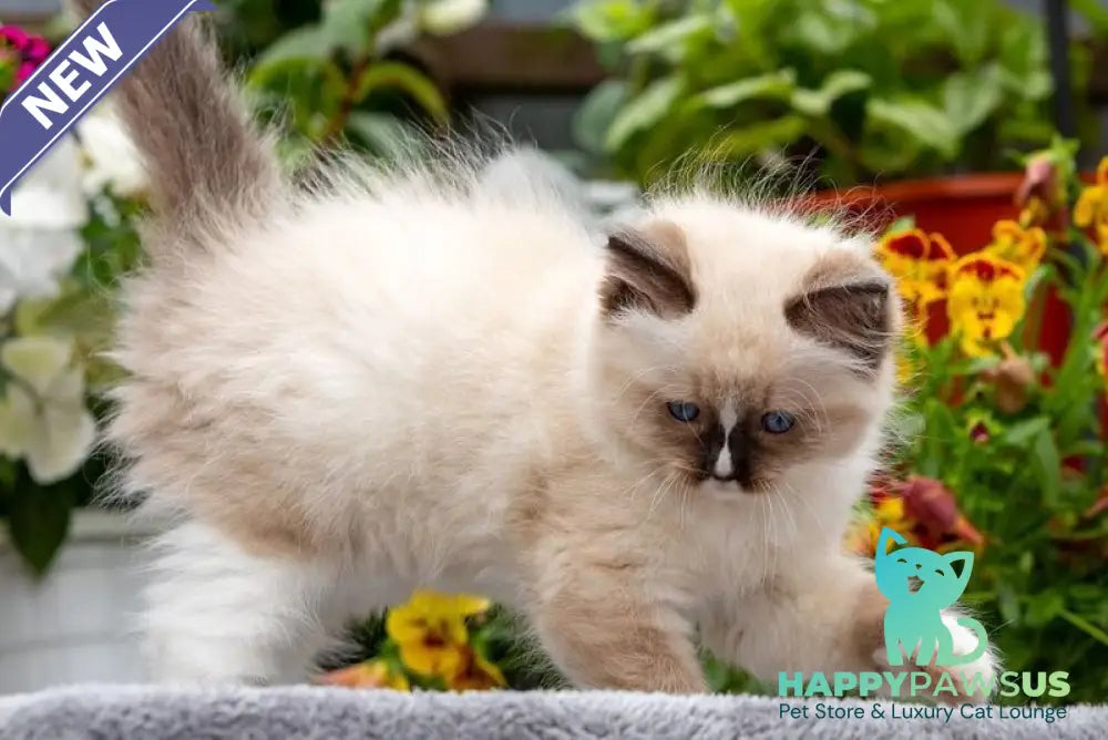 Klava Koka Ragdoll female seal mitted - live animals