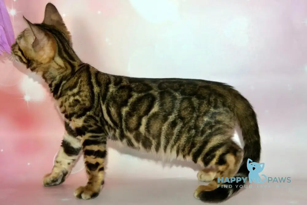 Klementina Bengal female black spotted tabby live animals