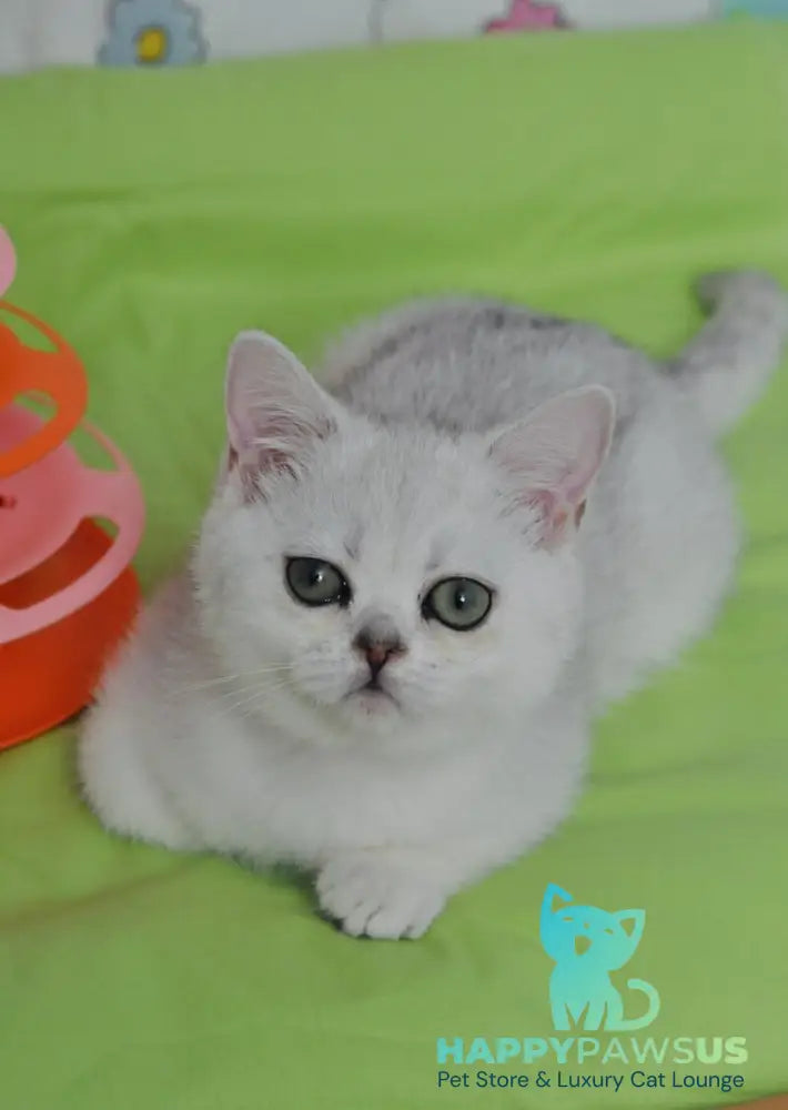 Kleo British Shorthair female black golden shaded - live animals