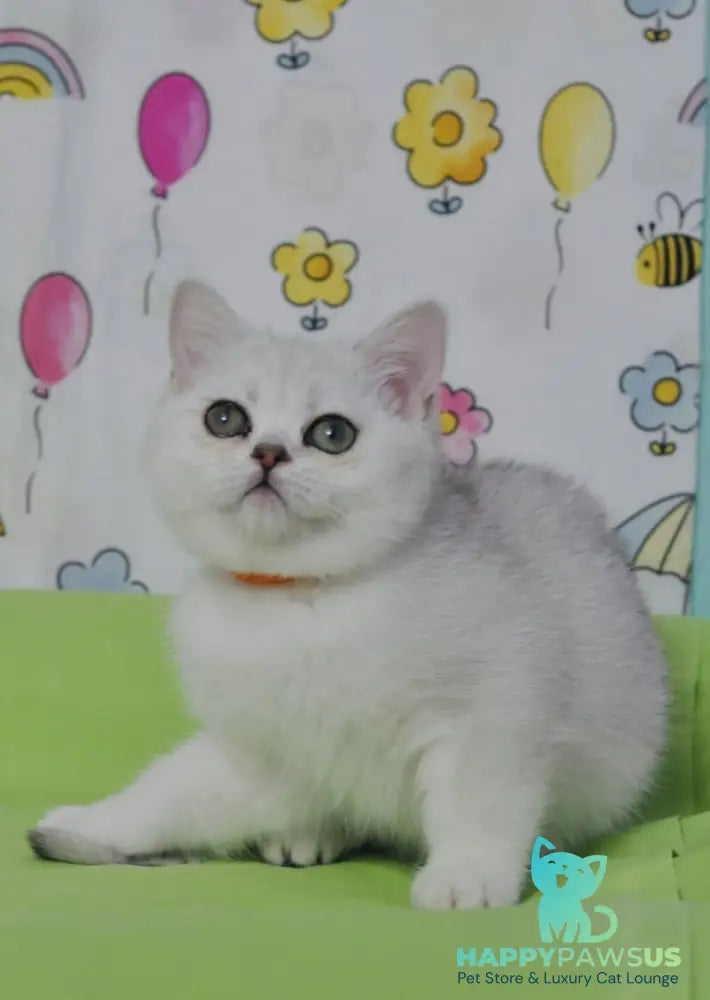 Kleo British Shorthair female black golden shaded - live animals
