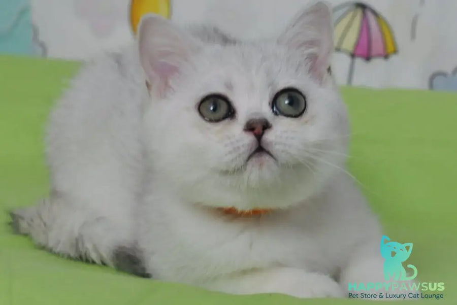 Kleo British Shorthair female black golden shaded - live animals