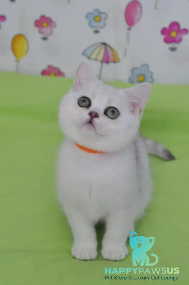 Kleo British Shorthair female black golden shaded - live animals