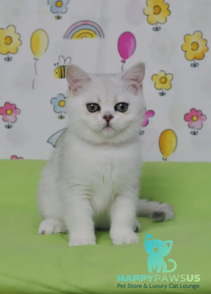 Kleo British Shorthair female black golden shaded - live animals
