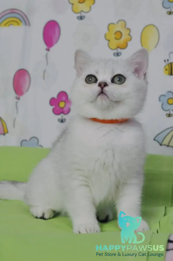 Kleo British Shorthair female black golden shaded - live animals