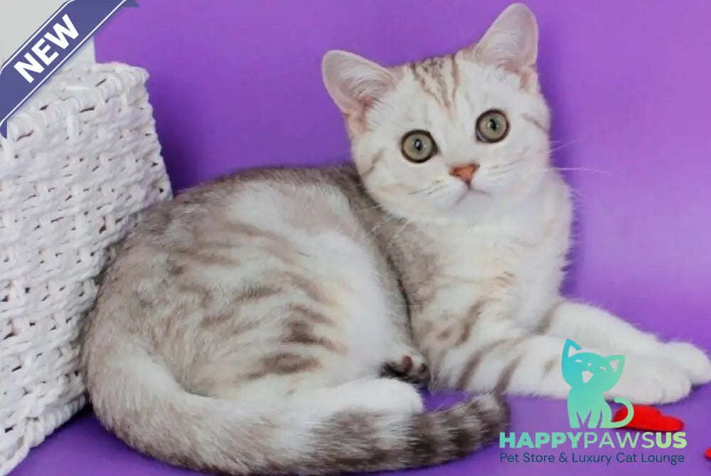 Kleo British Shorthair female chocolate silver tabby - live animals