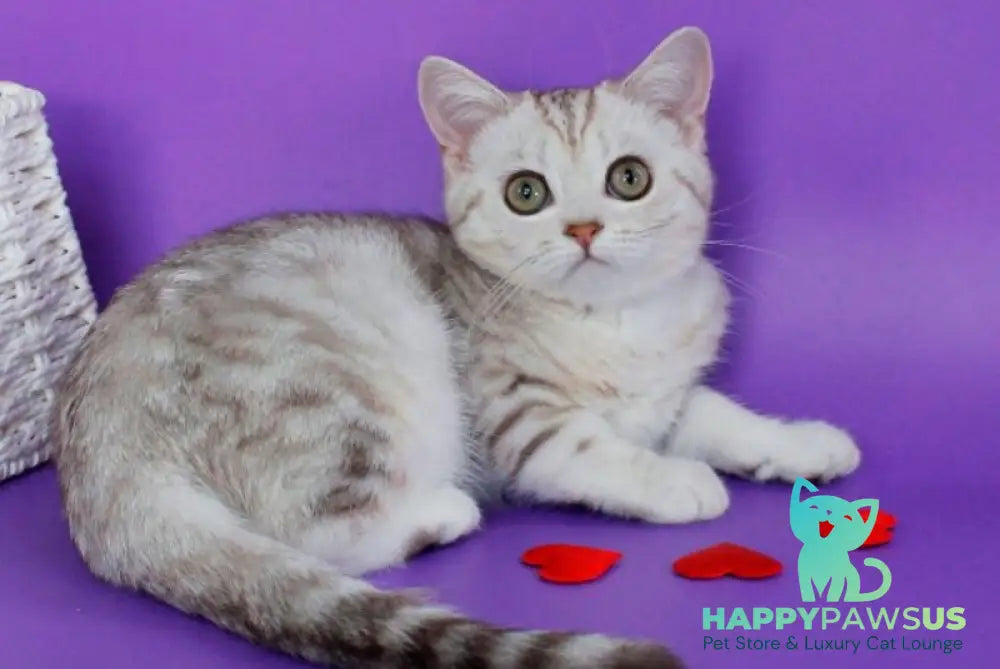 Kleo British Shorthair female chocolate silver tabby - live animals