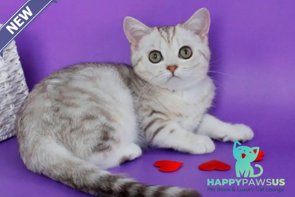 Kleo British Shorthair female chocolate silver tabby - live animals