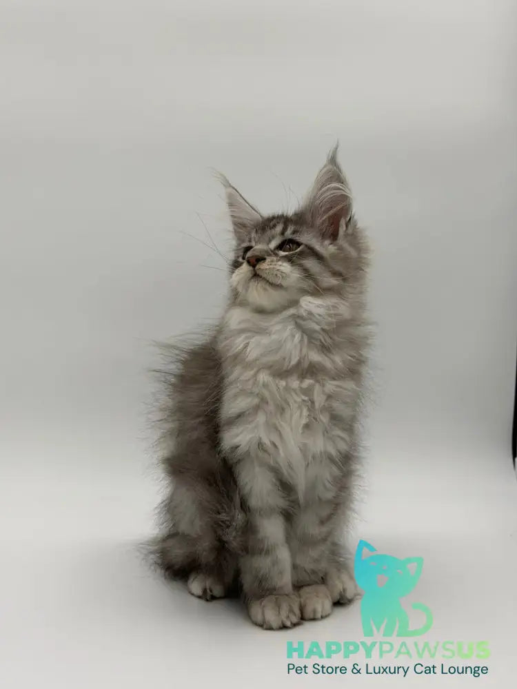 Kleo Maine Coon male black silver tabby - live animals