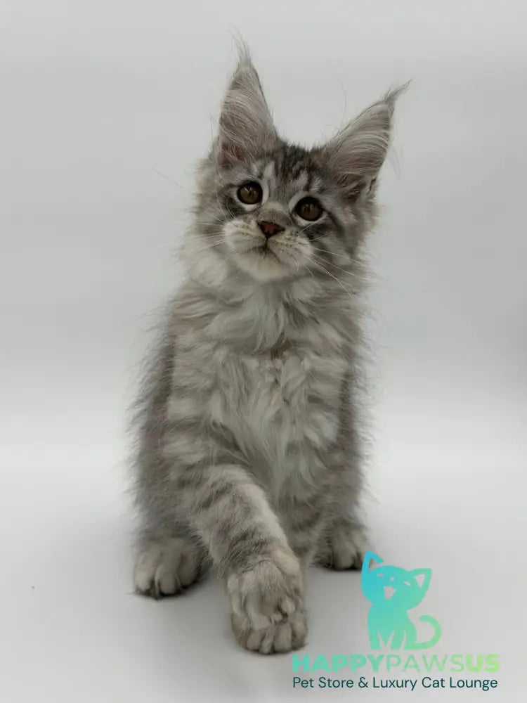 Kleo Maine Coon male black silver tabby - live animals
