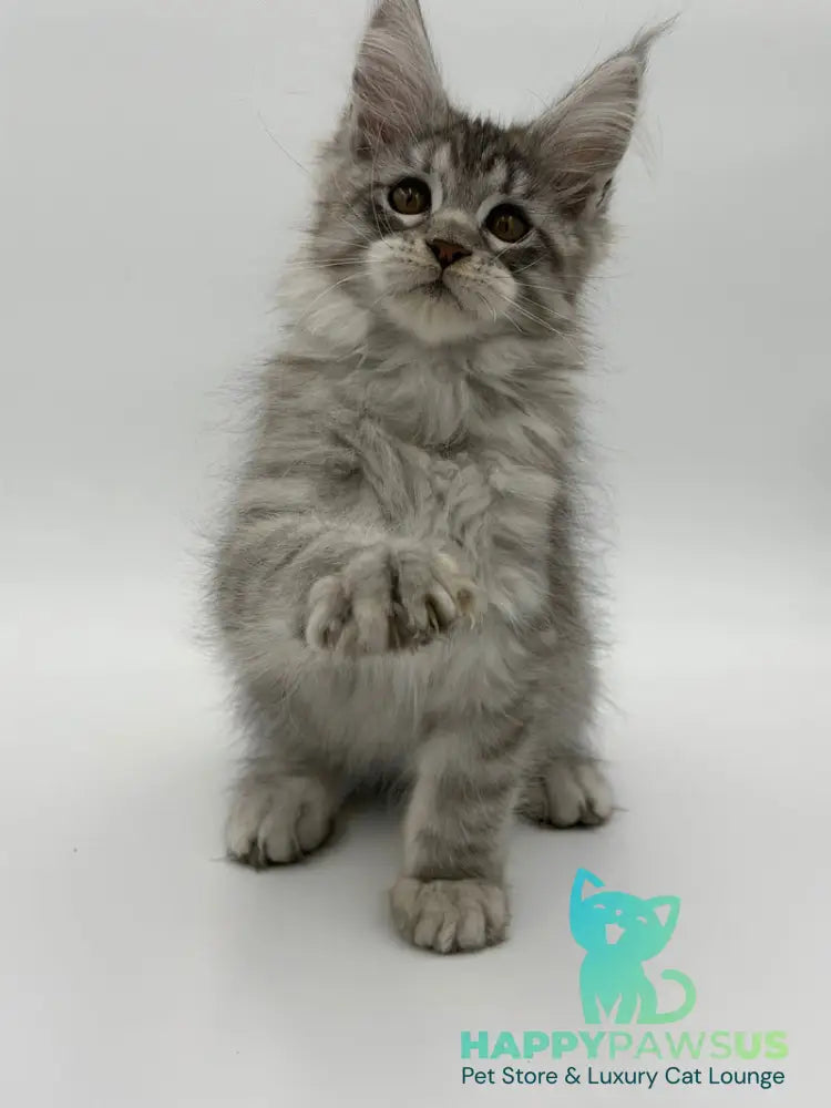 Kleo Maine Coon male black silver tabby - live animals