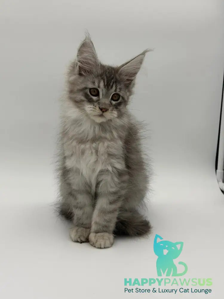 Kleo Maine Coon male black silver tabby - live animals